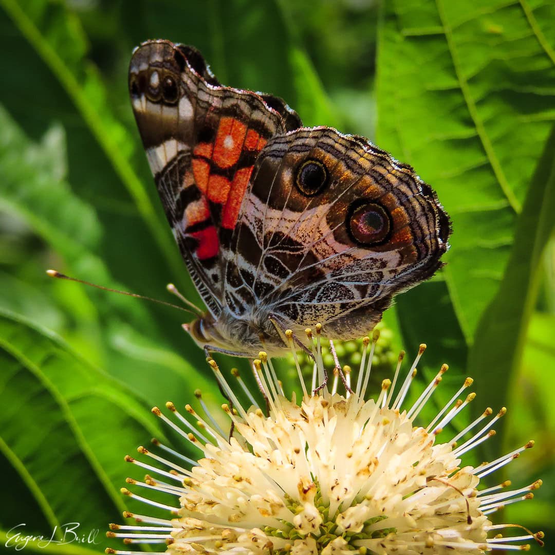 Butterfly in Wannabe Naturalist Autumn 2021 Magazine