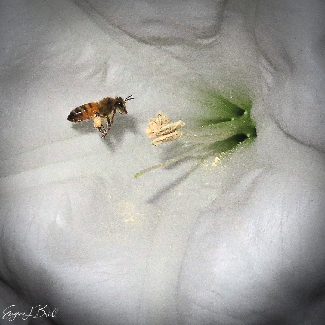 Moonflower in The Wannabe Naturalist Magazine Edition 2021-Q3 by Eugene Brill
