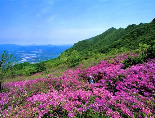 Unduh Gratis Gambar Tempat Wisata Indah Di Korea Selatan Romantis Jejak Bocah Terupdate by Lampunghits.com