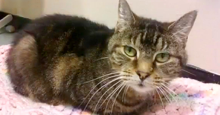 2匹の愛猫と一緒に20年以上暮らし、幸せな人生を送った男性。愛猫達へ 