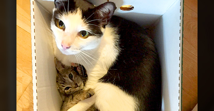 幼い頃に保護されて 大切に育てられた猫 家で預かる全ての子猫のお父さんになって 飼い主さんを驚かせる エウレカ