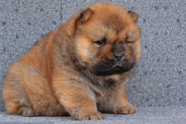 Chien Chow Chow Miniature Novocom Top