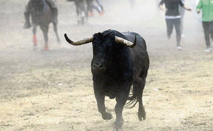 Joven vaquero murió al ser aplastado por un toro