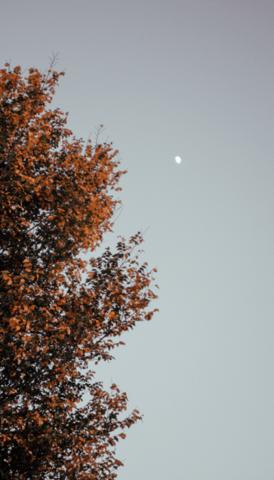 Tree-with-moon
