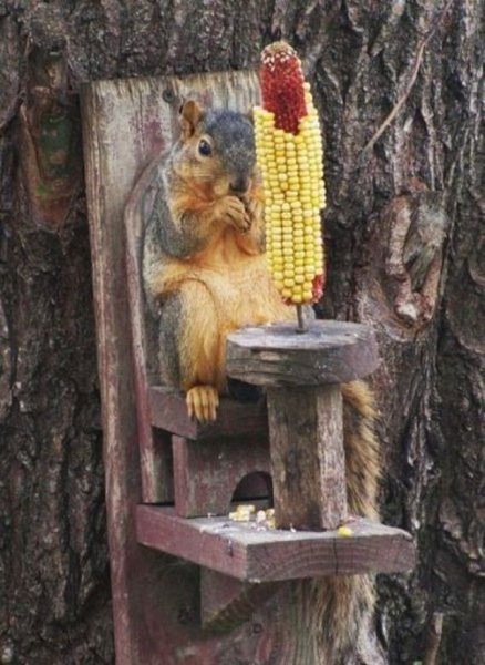 Corny squirrel