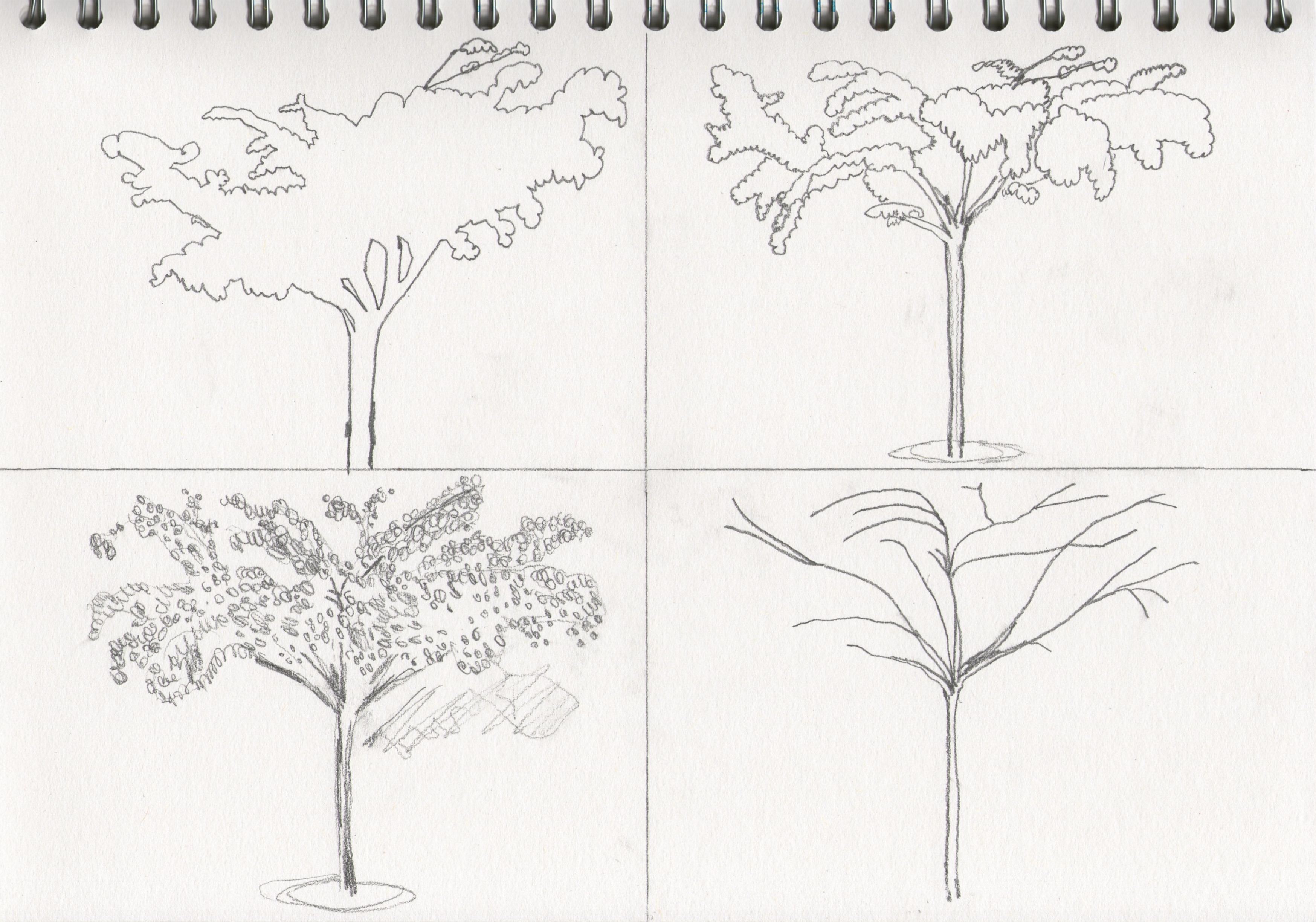 How To Draw Trees Step By Easy Sketch Coloring Page Tree Drawing Easy Drawings Easy Drawings Sketches
