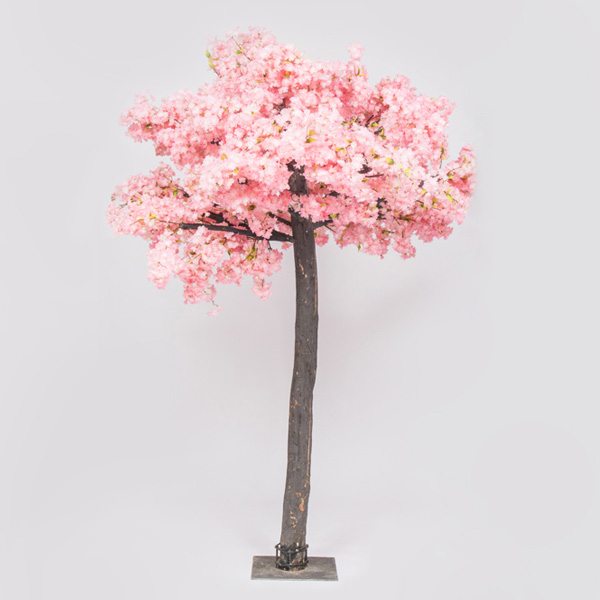 cherry tree