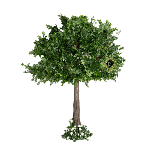 14ft Ficus Tree