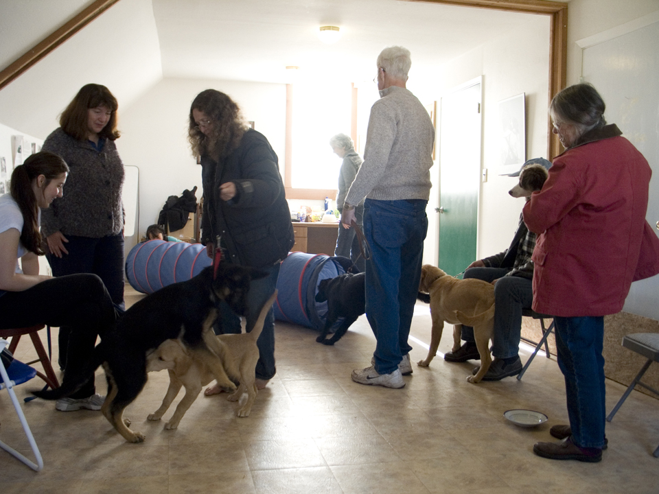Family Dog Training 1 Evergreen Barn Dog Training