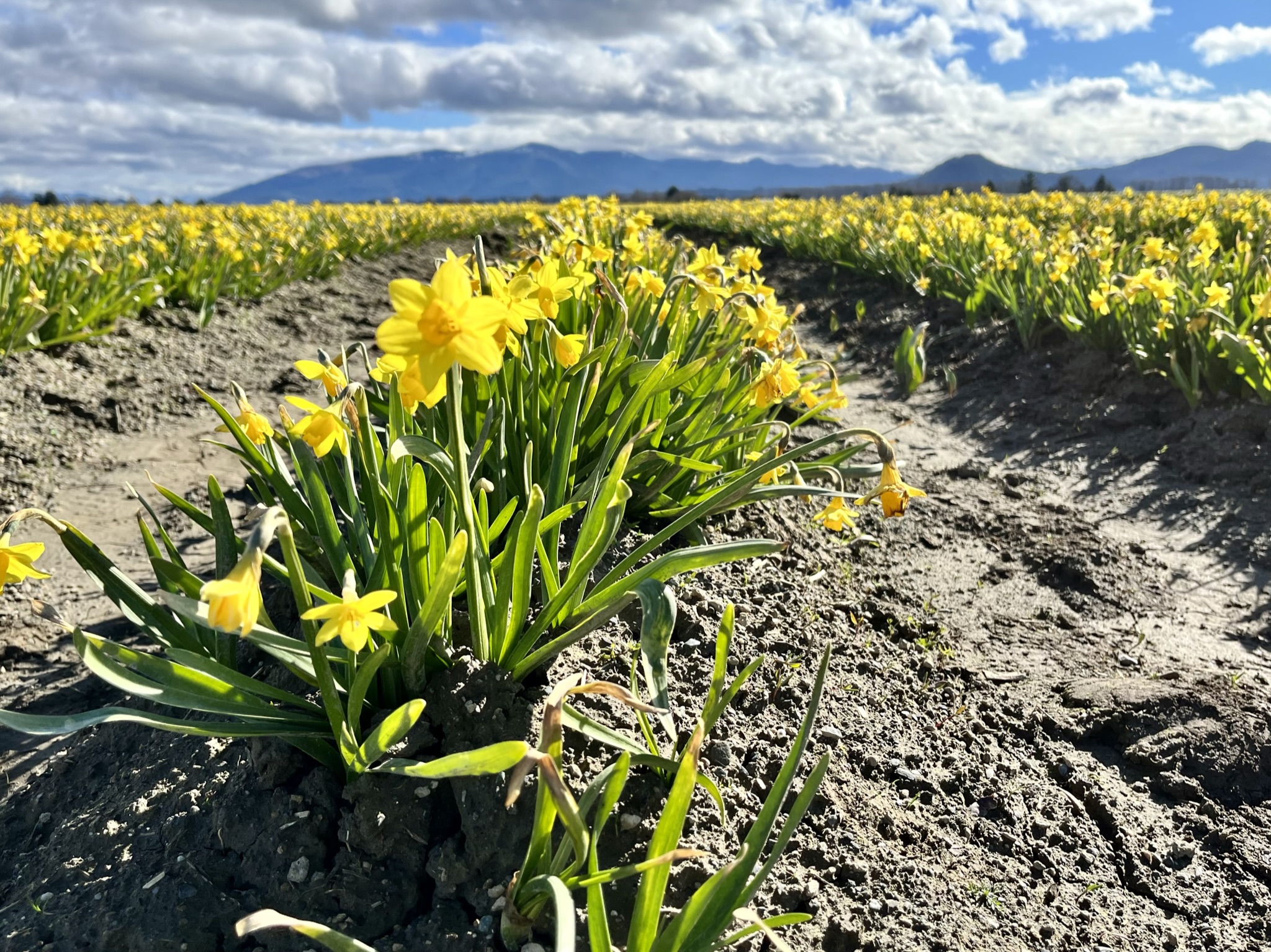 Daffodils Skagit Valley