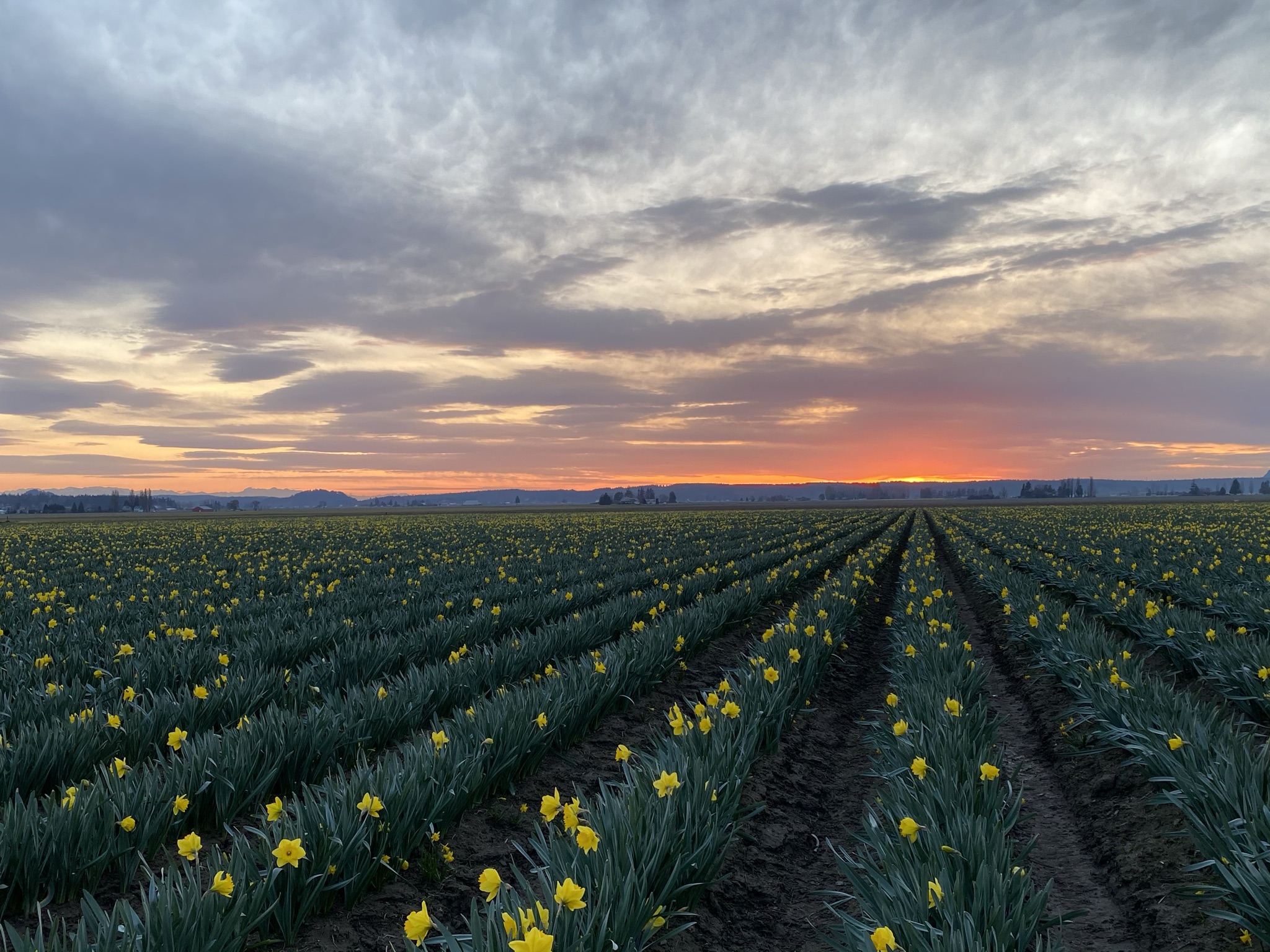 Daffodils at Roozengaarde