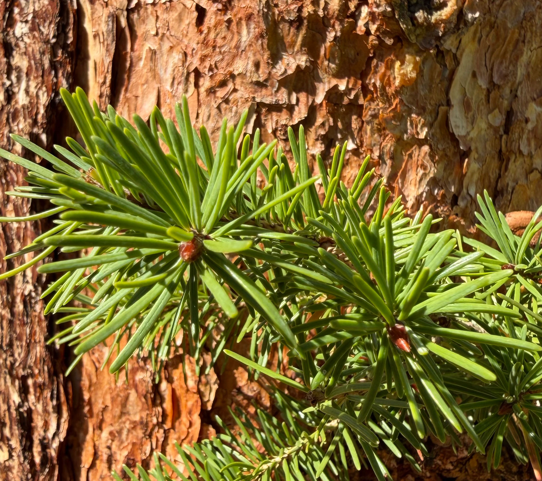A close up of pine needles on a ponderosa pine tree