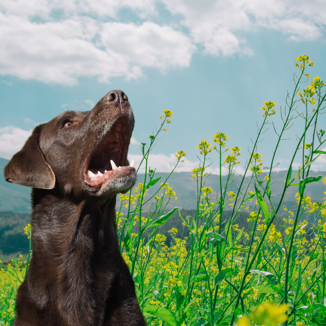 Is CBD safe for Dogs? Evergreen Natural Pet Quality CBD Supplements