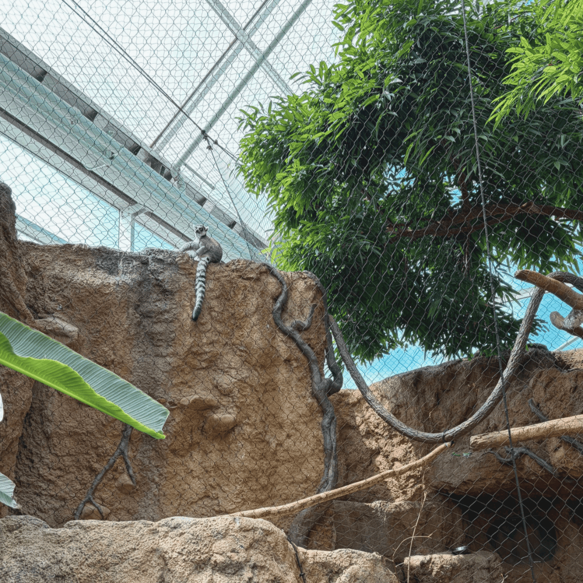 Lemur sitting on a rock formation