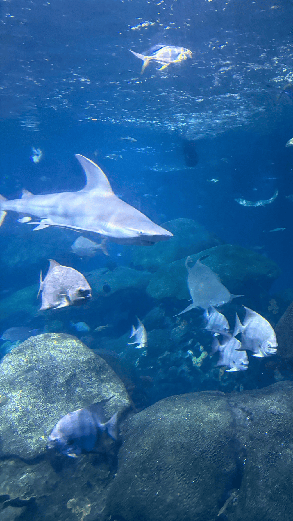 Shark and a variety of fish swimming in an aquarium
