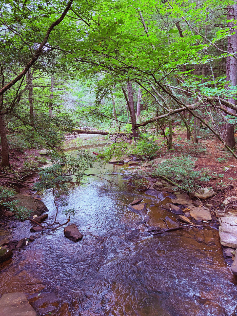 Creek that is on the Fall Creek Falls hike