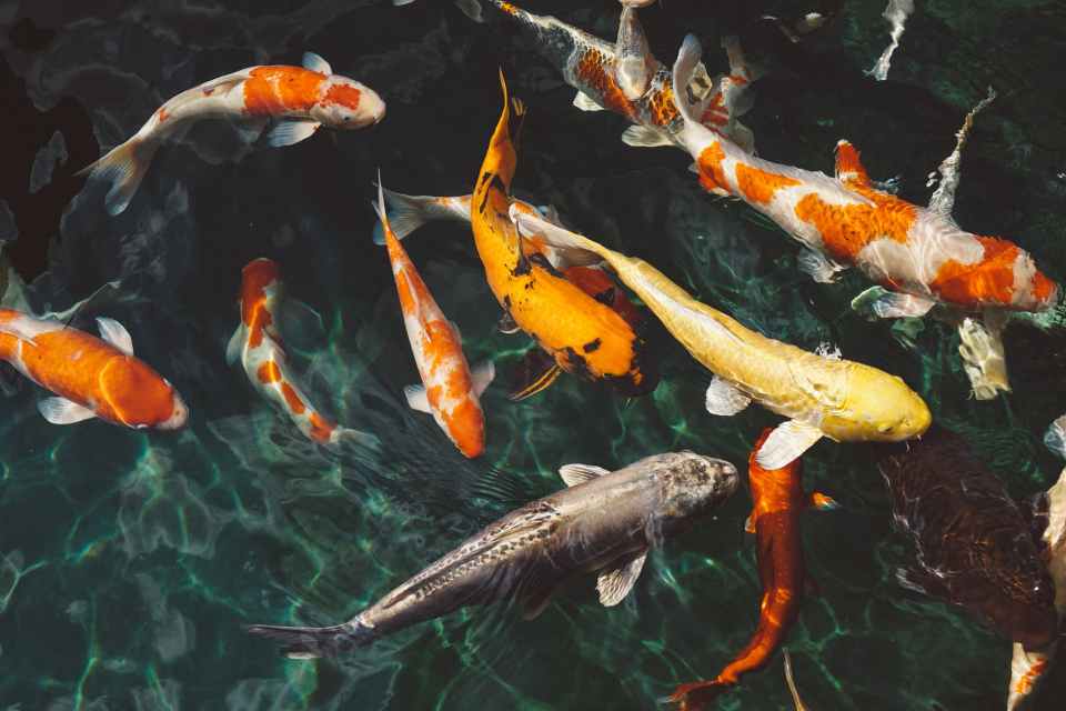 orange and white koi fish near yellow koi fish