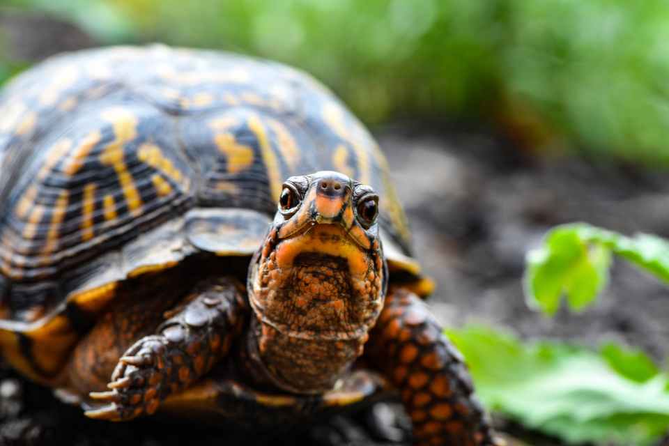 walk with a turtle