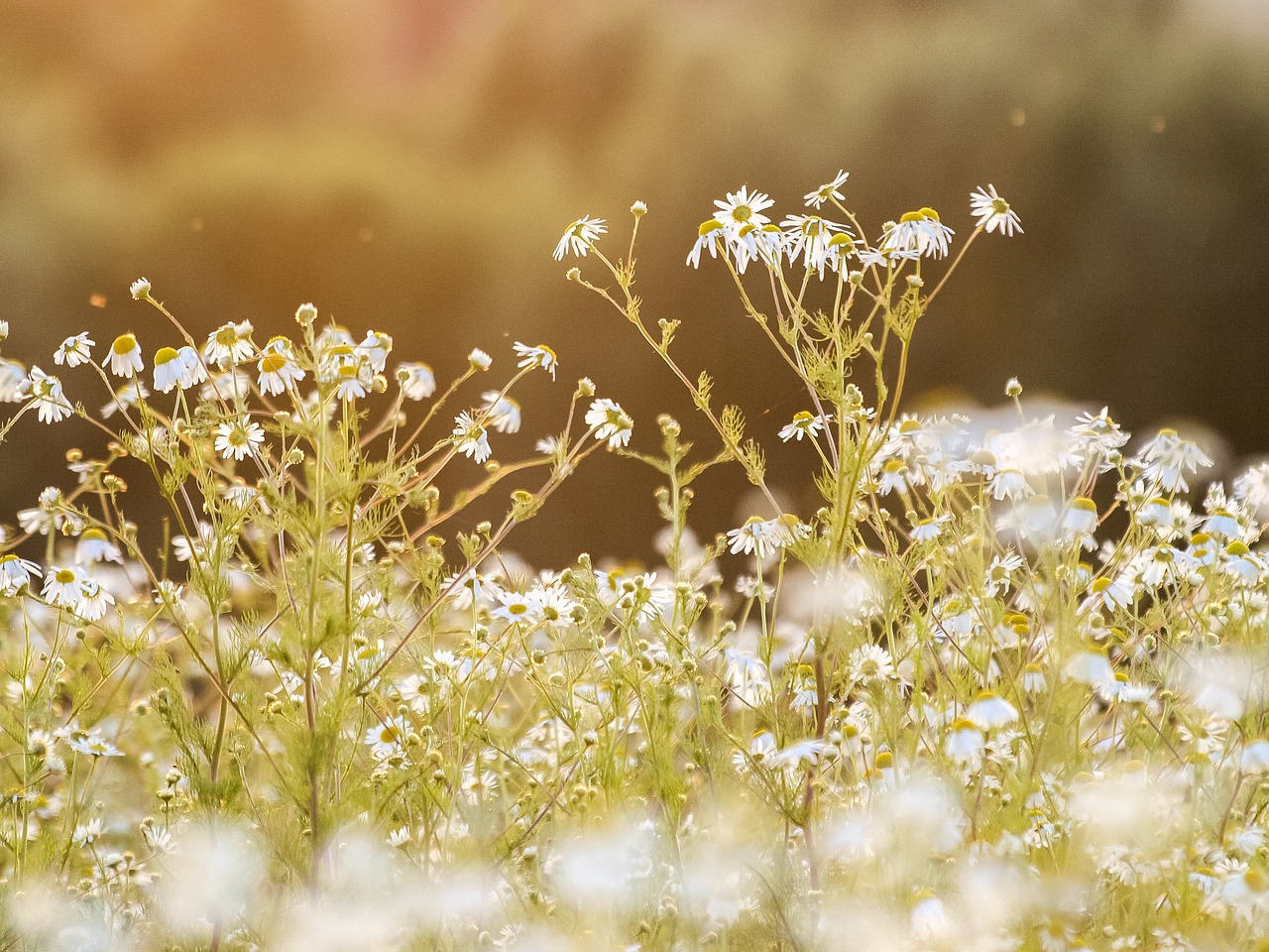 chamomile-2398039_1280