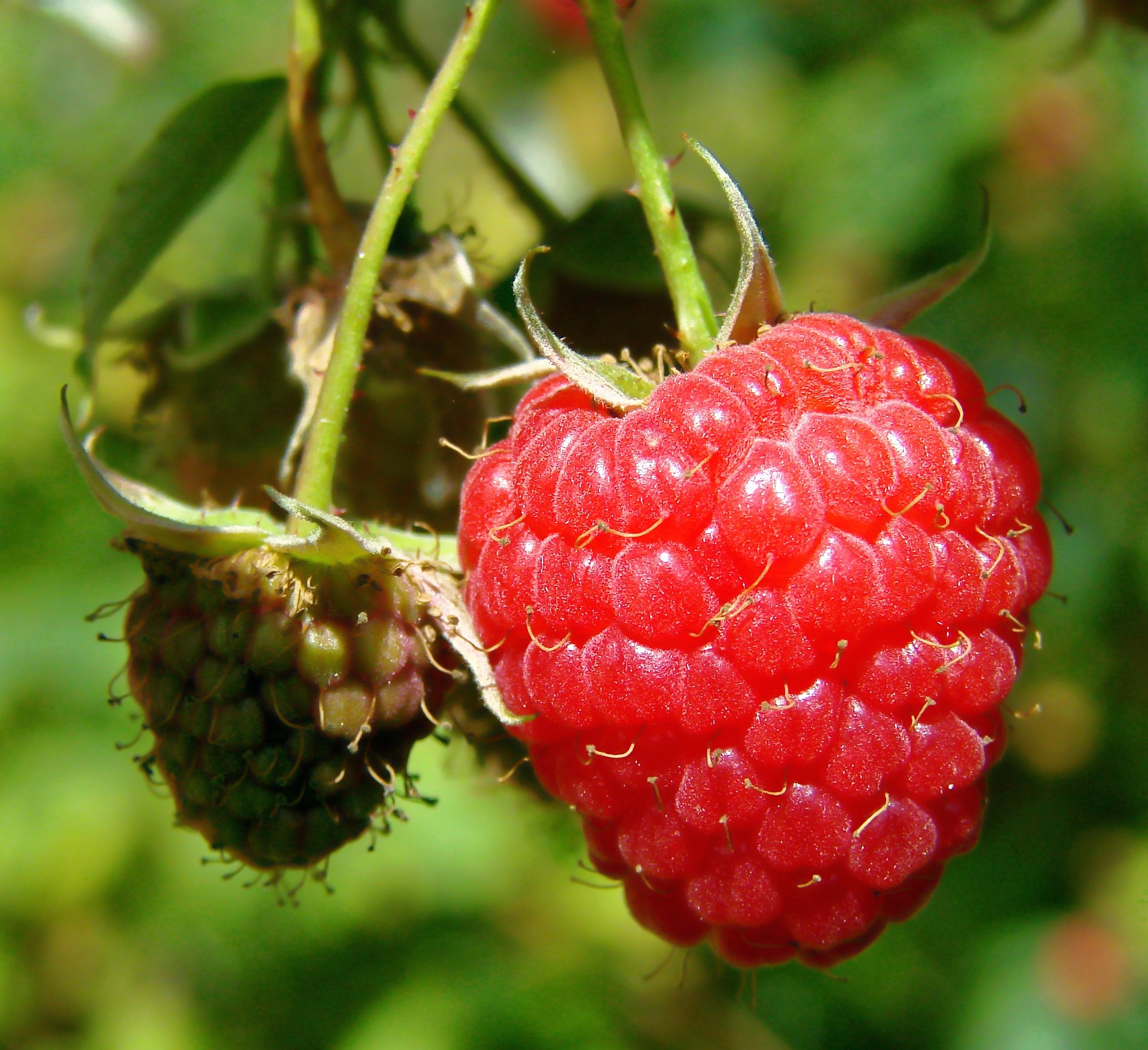 wild-red-raspberry-958264_1920