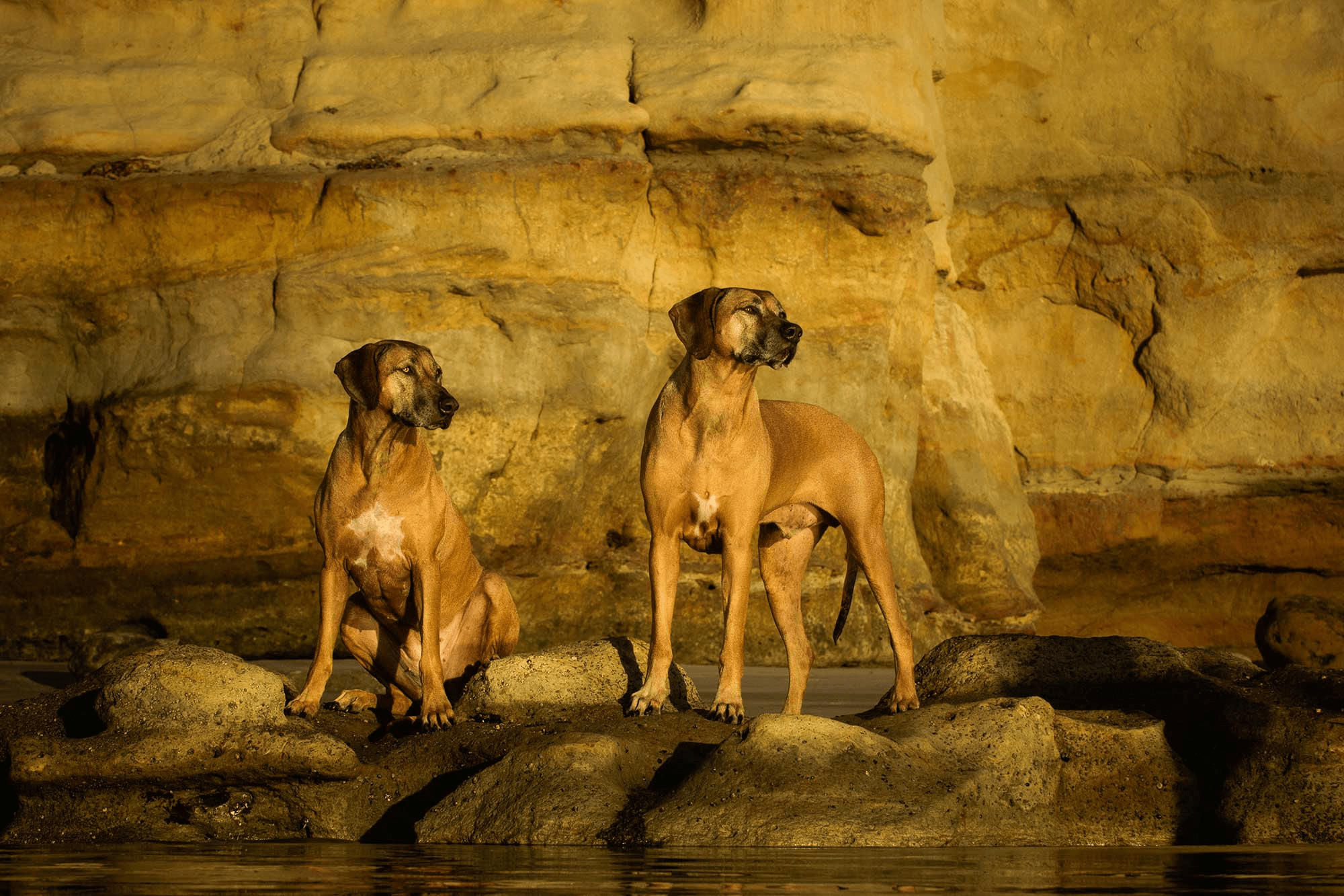 Dog photography at Del Mar Dog Beach, California
