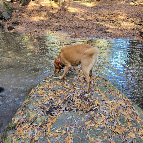 Hidden Gem Trail in Brooklin, ON