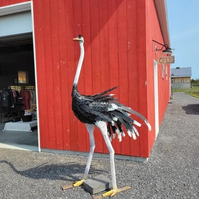 Struisvogel Ranch, Quinte West