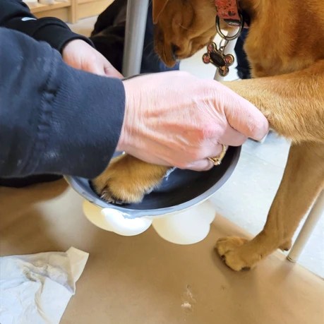 Dog Friendly Pottery, Crock A Doodle