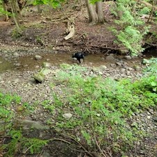 Harmony Dog Park
