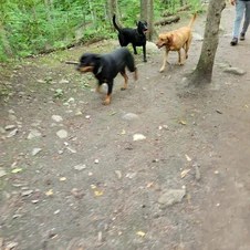 Harmony Dog Park