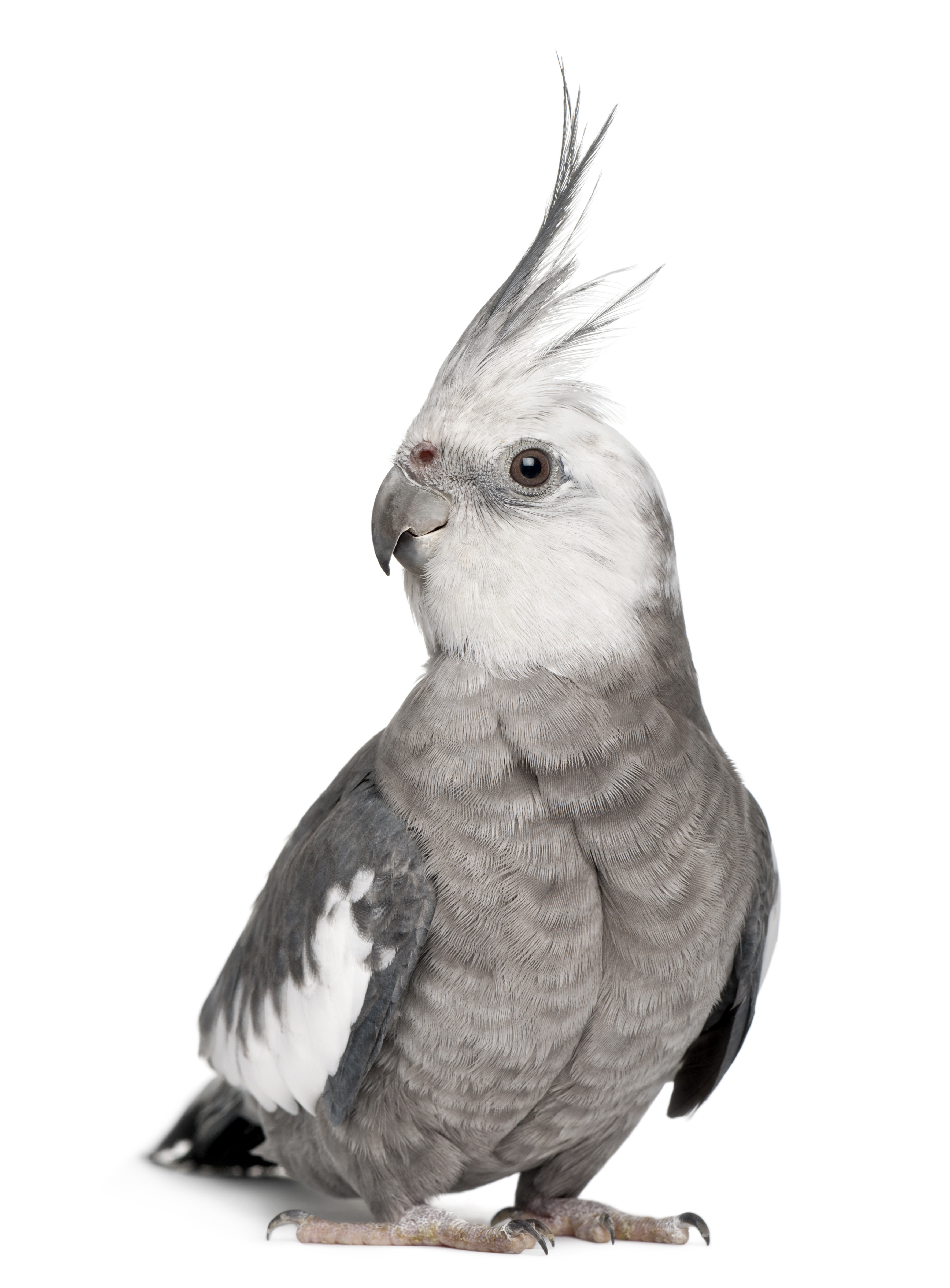 African cockatiel best sale parrot