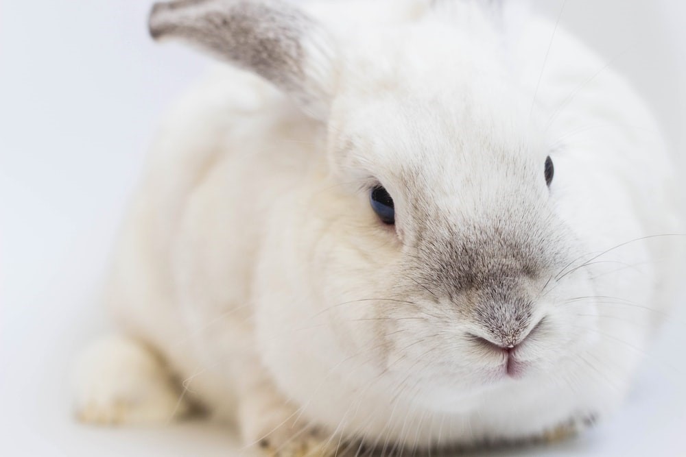 What is GI Rabbit Stasis? Everything Bunnies