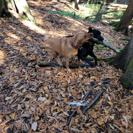 Hidden Gem Trail in Brooklin, ON