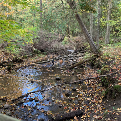 Duffins Creek Conservation