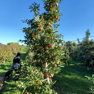 Nature's Bounty Orchard
