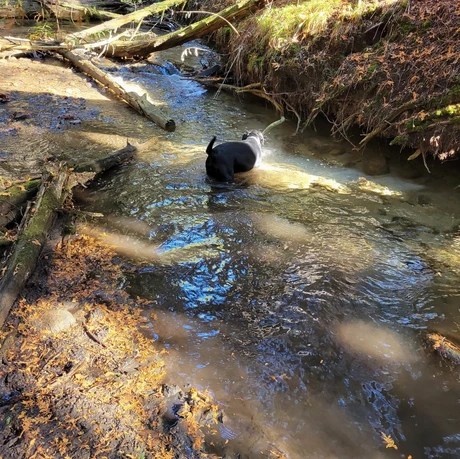 Hidden Gem Trail in Brooklin, ON