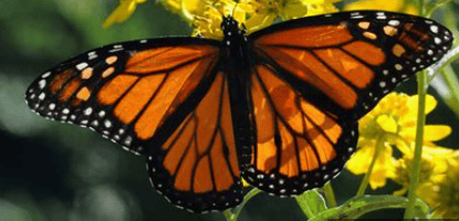 Fallbrook Monarch Support our monarch butterflies – Everything Fallbrook .org