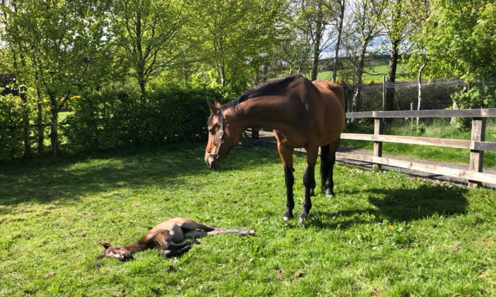 Badminton Champion Paulank Brockagh Welcomes First Foal - Paulank Sport Horses