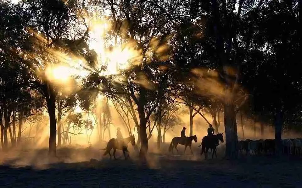 Find out what it takes to make an American wrangler
