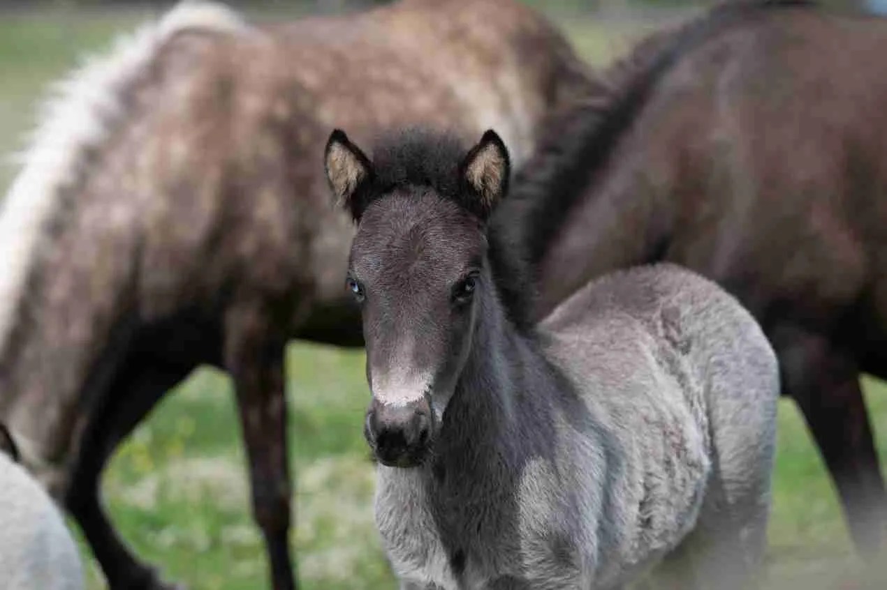 a closeup of an Icelandic foal