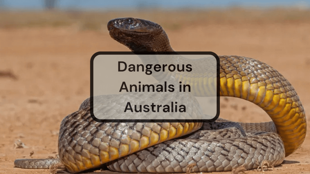 28 jaw-dropping dangerous animals in australia trivia