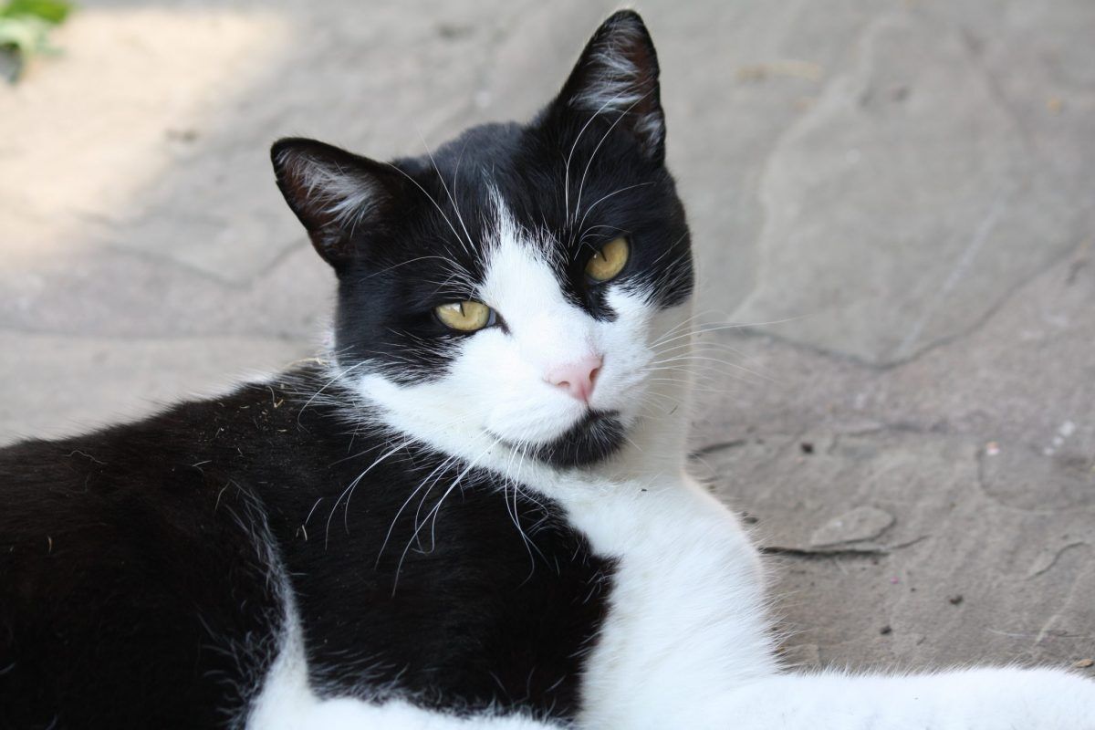 Maybe you would like to learn more about one of these? Black-And-White Cat Named Oreo Again | The Every Three Weekly
