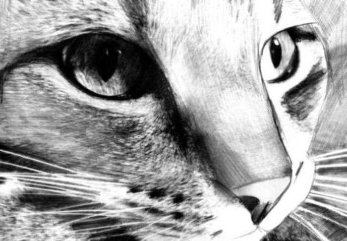 красивые картинки с нарисованными цветами