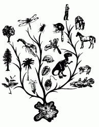 evolution tree evolutionary clipart psychology phylogenetic clip developmental biology did animals simple cladogram example explodes hung gets come pig creation
