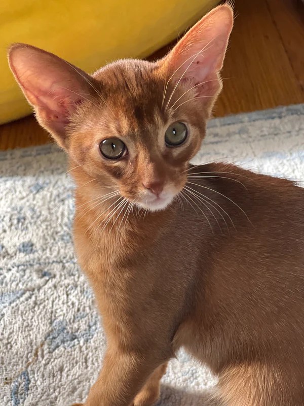 Amigo Abyssinian male, sorrel