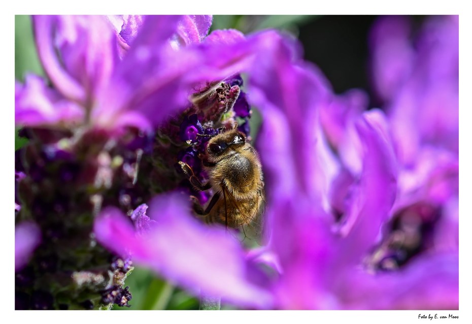 Biene, Z9, 60mm, 1/400s, f5.6, ISO100