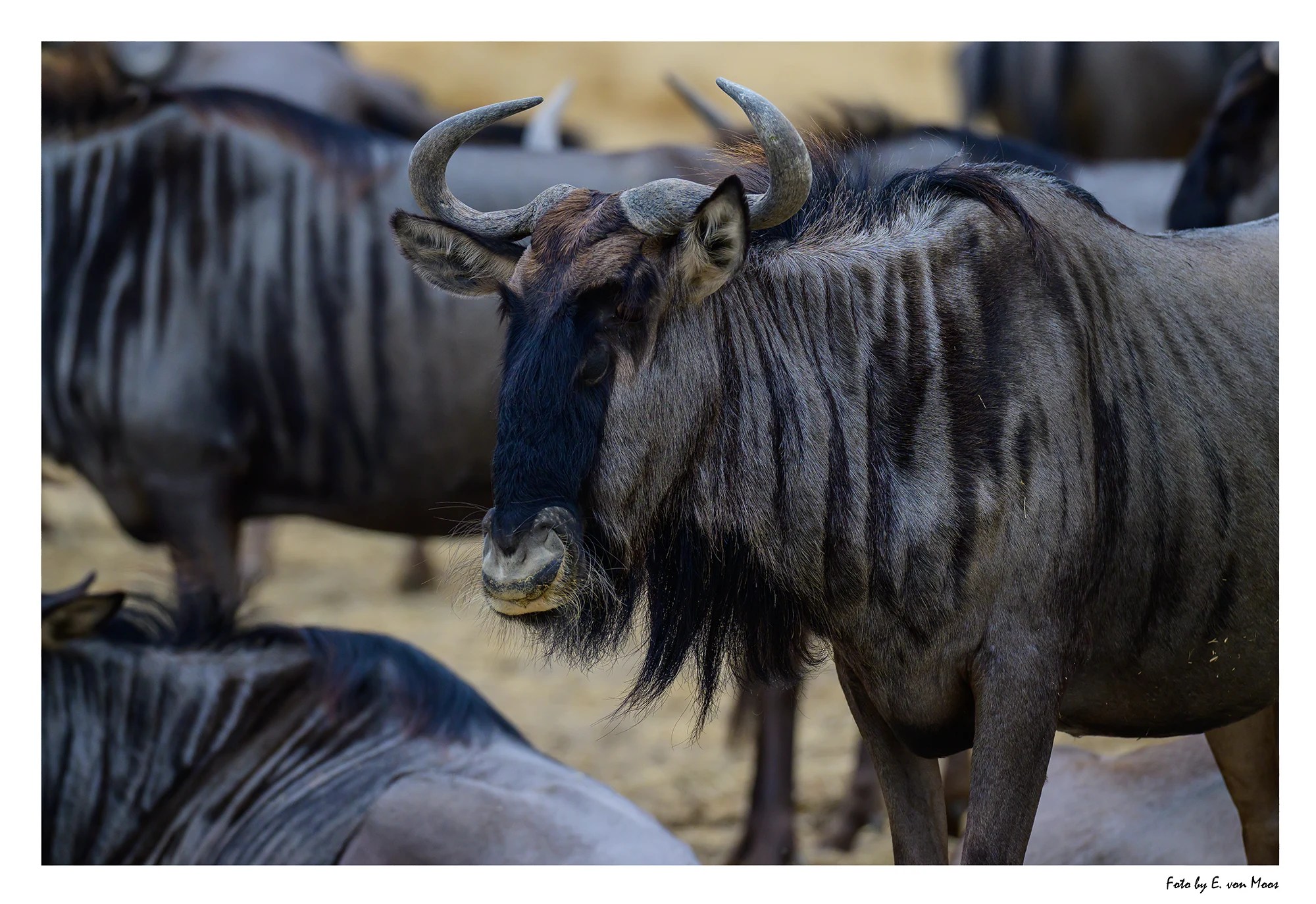 Gnu, Nikon Z9, 400mm, 1/1250s, f6, ISO800 Gnu, Nikon Z9, 400mm, 1/1250s, f6, ISO800