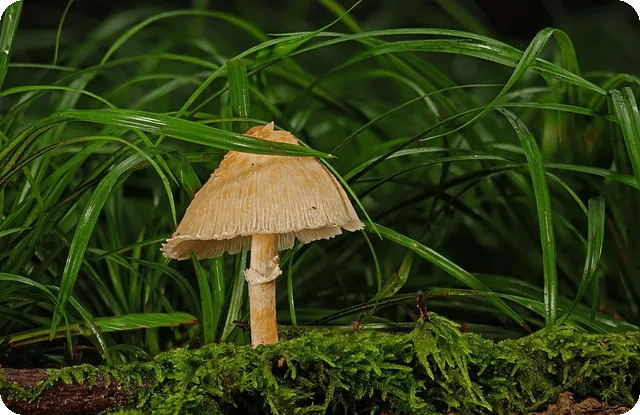 TIPSTER란 무엇인가 벳팅의 비밀