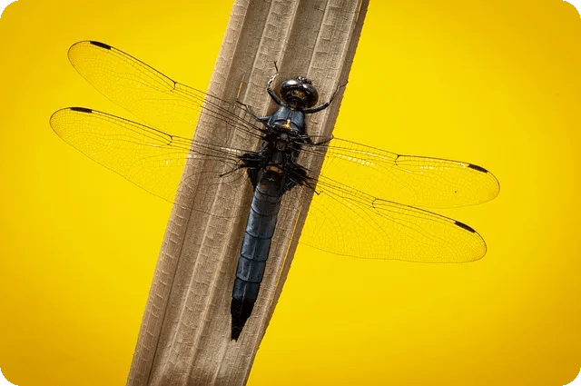 NPB 라쿠텐과 세이부 대결, 승자는 누구인가