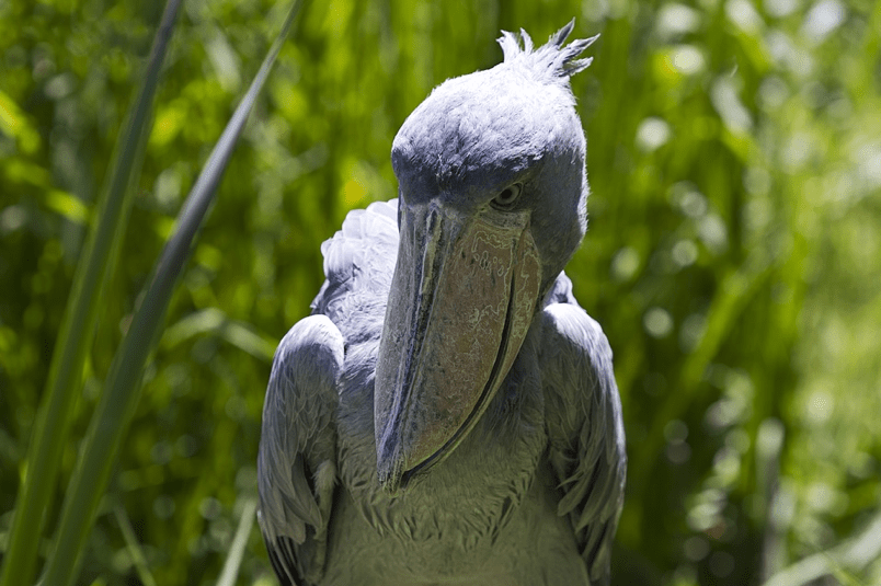 Shoebills, the second born gets the boot